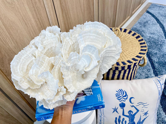Natural Poca Coral Fossil: 12.5" x 7.5" x 8.75" Coastal Beach House White Décor