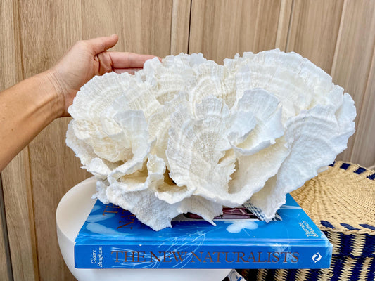 Natural Poca Coral Fossil: 12.5" x 7.5" x 8.75" Coastal Beach House White Décor