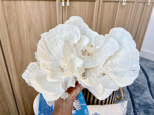 Natural Poca Coral Fossil: 12.25" x 7" x 10.75" Coastal Beach House White Décor