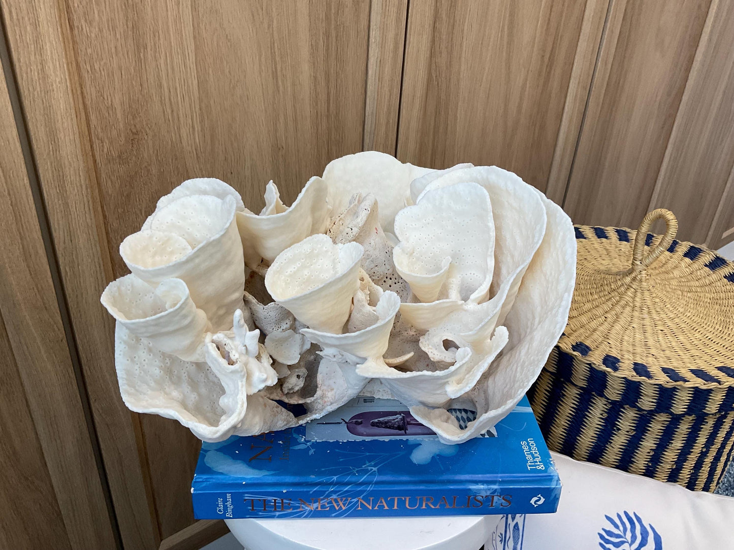 Natural Spiral Cup Coral Fossil: Coastal Beach House White Decor (14" x 11" x 8")