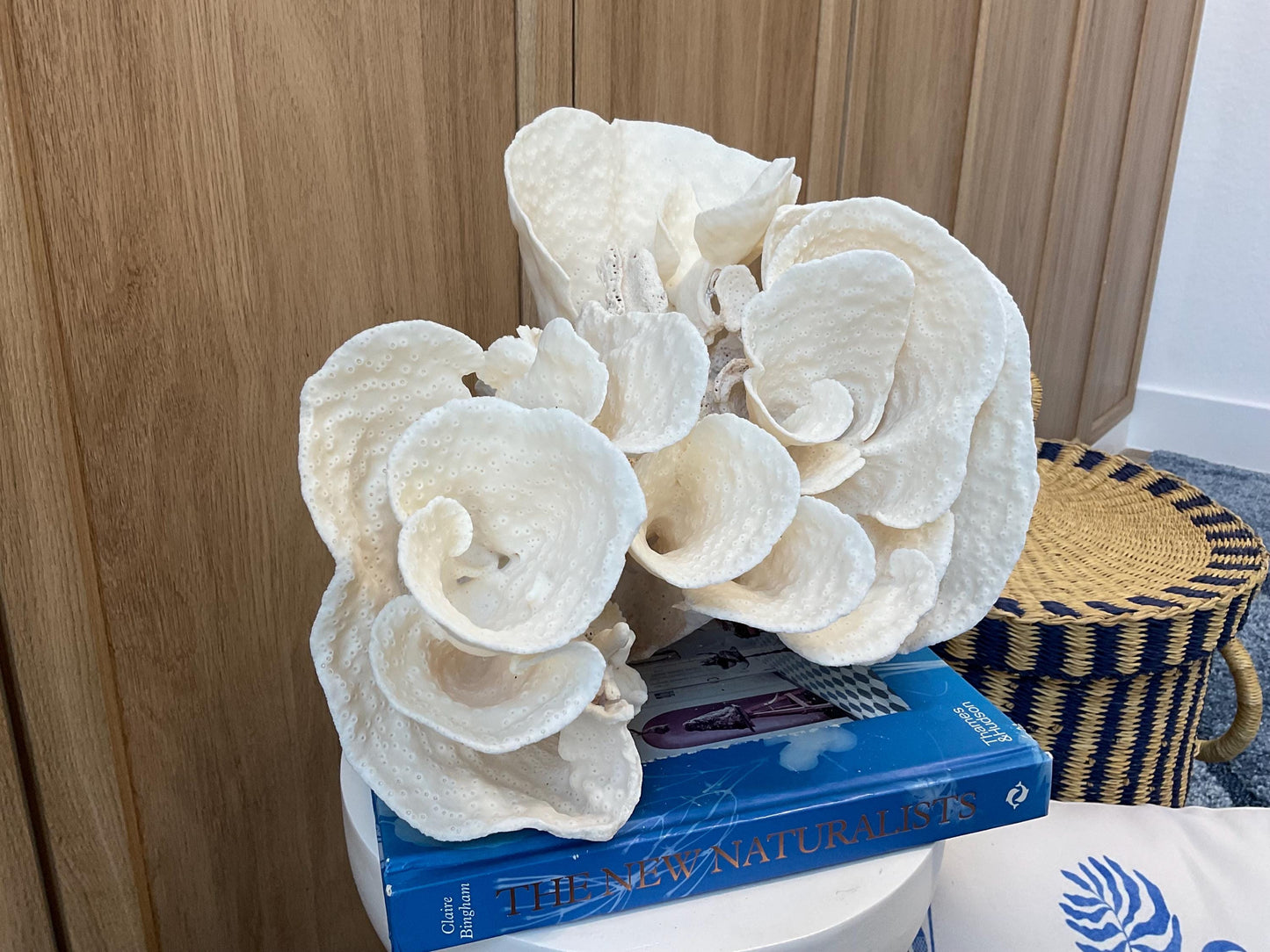 Natural Spiral Cup Coral Fossil: Coastal Beach House White Decor (14" x 11" x 8")