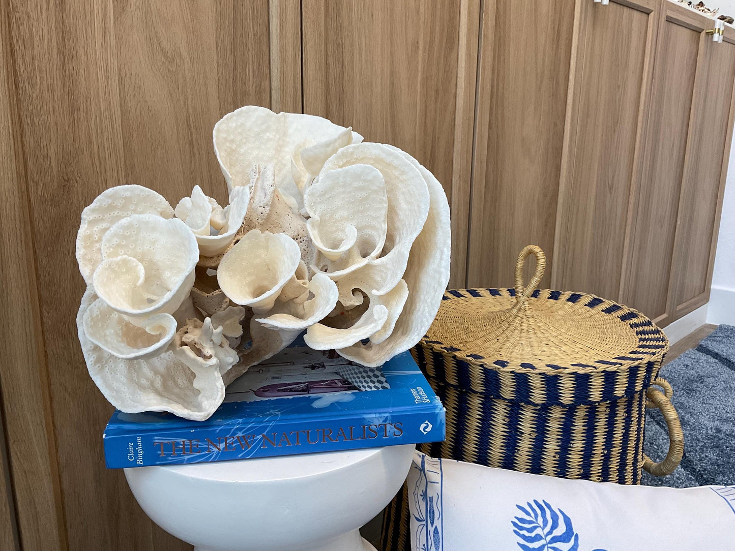 Natural Spiral Cup Coral Fossil: Coastal Beach House White Decor (14" x 11" x 8")