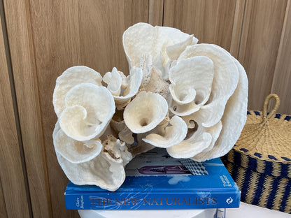 Natural Spiral Cup Coral Fossil: Coastal Beach House White Decor (14" x 11" x 8")