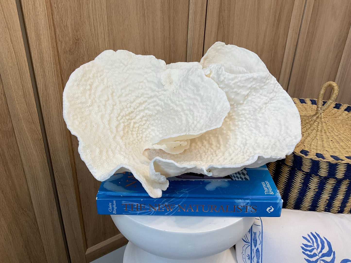 Natural Spiral Cup Coral Fossil: Coastal Beach House White Decor (13.5" x 10.5" x 6.5")