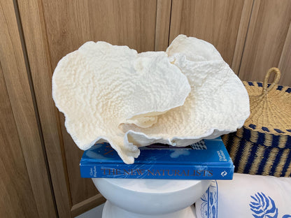 Natural Spiral Cup Coral Fossil: Coastal Beach House White Decor (13.5" x 10.5" x 6.5")