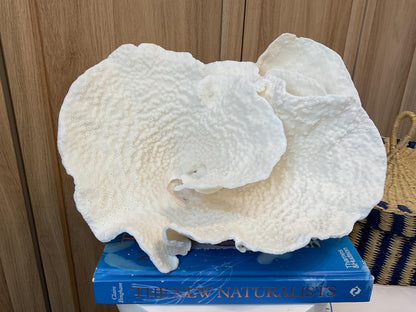 Natural Spiral Cup Coral Fossil: Coastal Beach House White Decor (13.5" x 10.5" x 6.5")