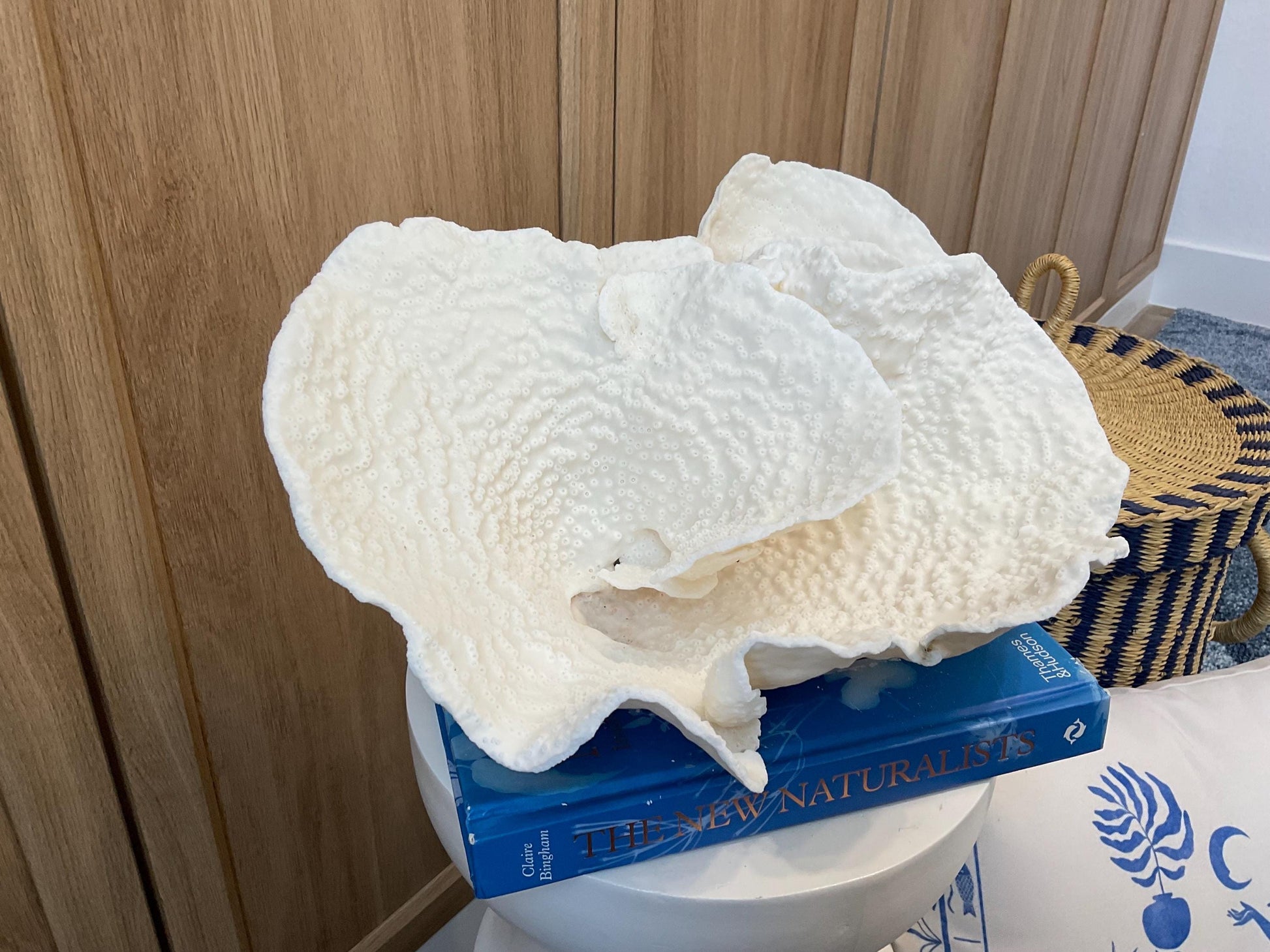 Natural Spiral Cup Coral Fossil: Coastal Beach House White Decor (13.5" x 10.5" x 6.5")