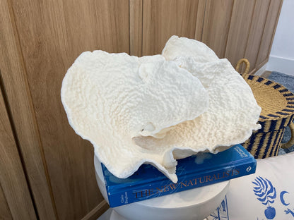 Natural Spiral Cup Coral Fossil: Coastal Beach House White Decor (13.5" x 10.5" x 6.5")