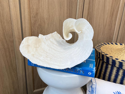 Natural Spiral Cup Coral Fossil: 10" x 7" x 10" Coastal Beach House White Décor