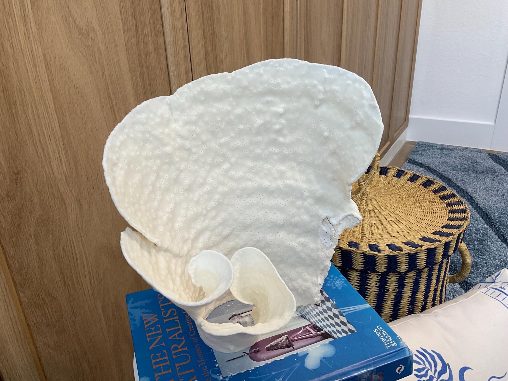 Natural Spiral Cup Coral Fossil: 10" x 7" x 10" Coastal Beach House White Décor
