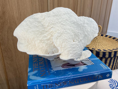 Natural Spiral Cup Coral Fossil: 11" x 8" x 7" Coastal Beach House White Décor