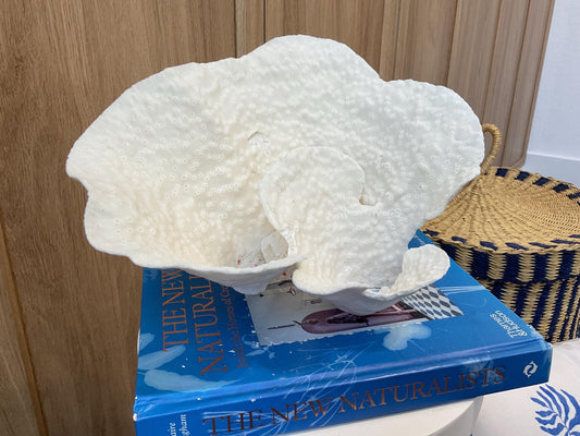 Natural Spiral Cup Coral Fossil: 11" x 8" x 7" Coastal Beach House White Décor
