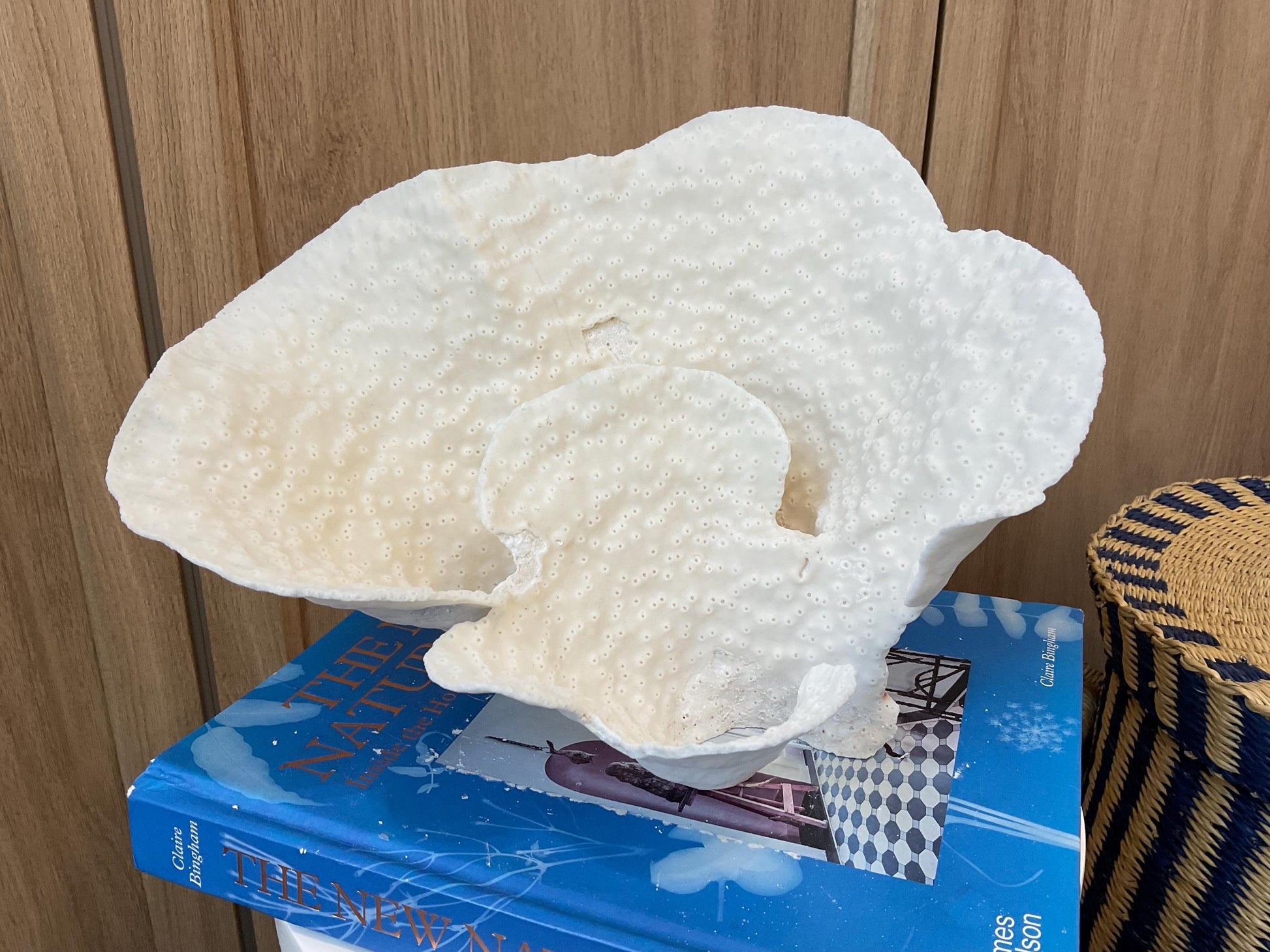 Natural Spiral Cup Coral Fossil: 11" x 8" x 7" Coastal Beach House White Décor