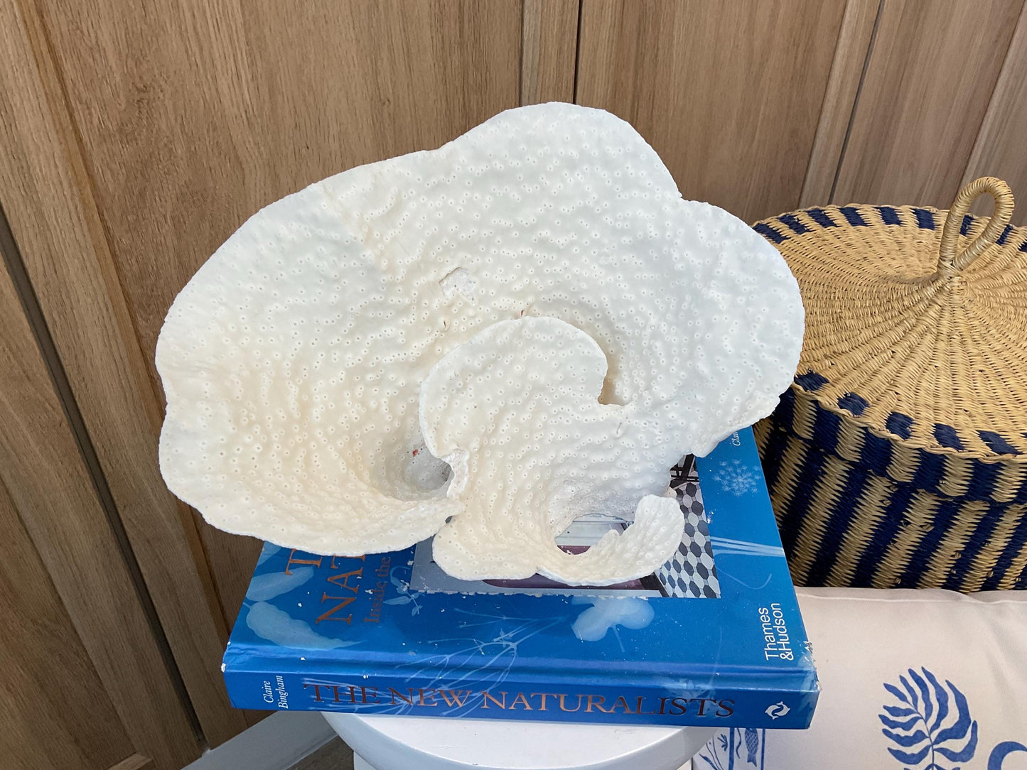 Natural Spiral Cup Coral Fossil: 11" x 8" x 7" Coastal Beach House White Décor