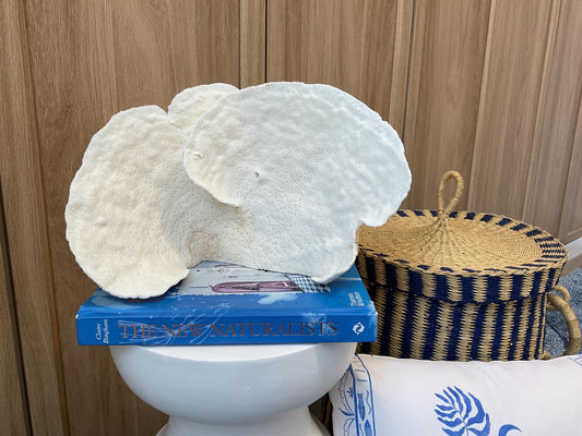 Natural Spiral Cup Coral Fossil: 12" x 6" x 8" Coastal Beach House White Décor