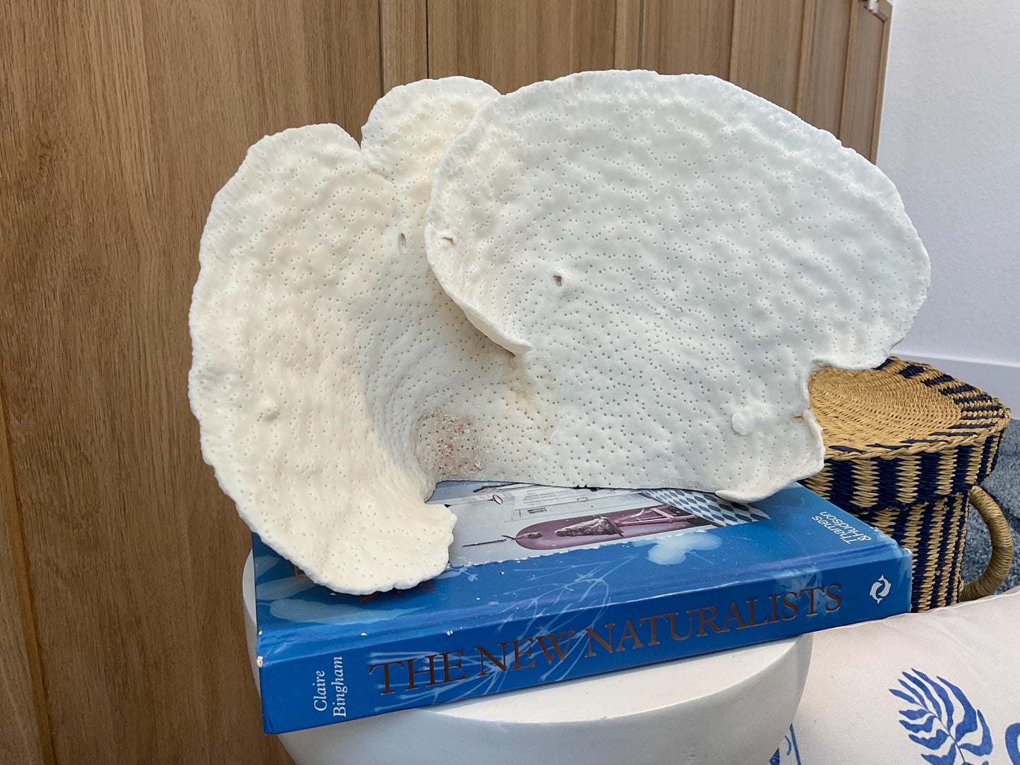 Natural Spiral Cup Coral Fossil: 12" x 6" x 8" Coastal Beach House White Décor