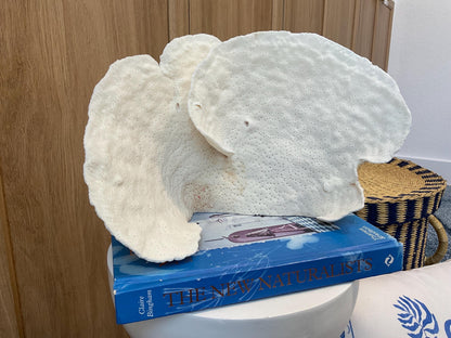 Natural Spiral Cup Coral Fossil: 12" x 6" x 8" Coastal Beach House White Décor