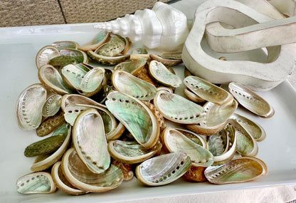 Donkey Ear Abalone Shells (1.5-3") Natural Green Silver Seashells for Craft & Coastal Décor
