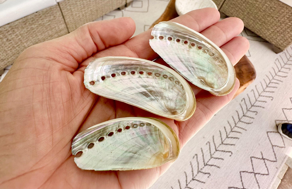 Donkey Ear Abalone Shells (1.5-3") Natural Green Silver Seashells for Craft & Coastal Décor