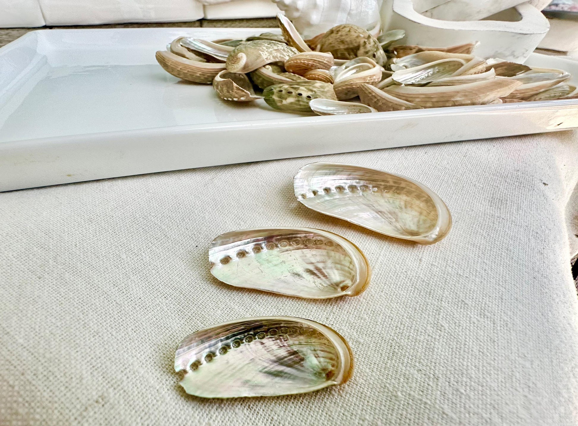 Donkey Ear Abalone Shells (1.5-3") Natural Green Silver Seashells for Craft & Coastal Décor