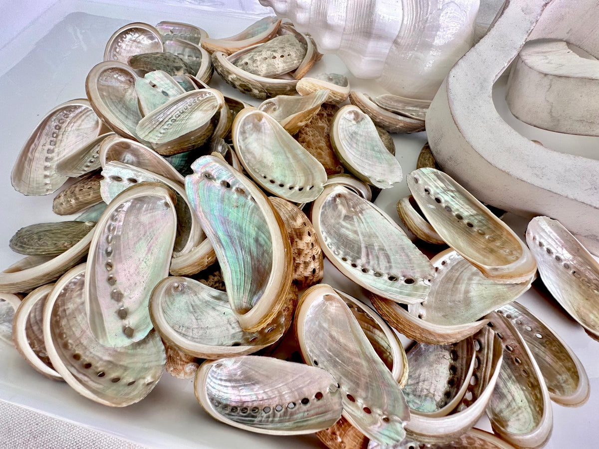 Donkey Ear Abalone Shells (1.5-3") Natural Green Silver Seashells for Craft & Coastal Décor