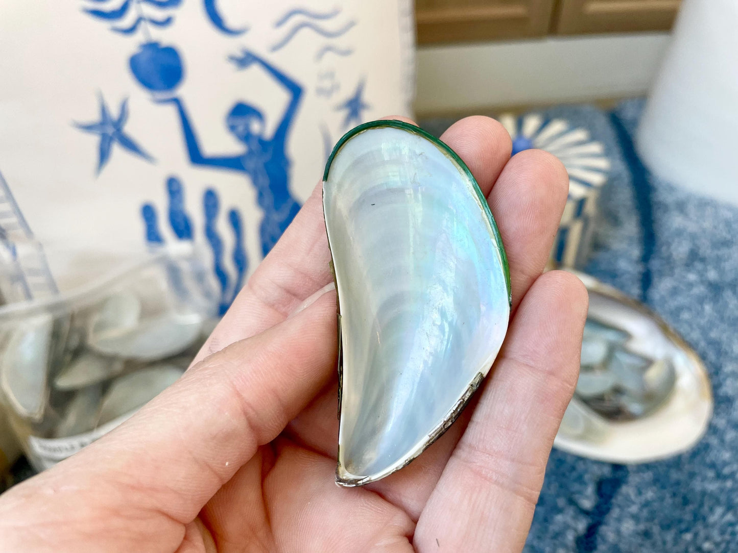 Light Blue Mussel Shells: 1.5-2.5" *200 Pieces* Craft Seashells