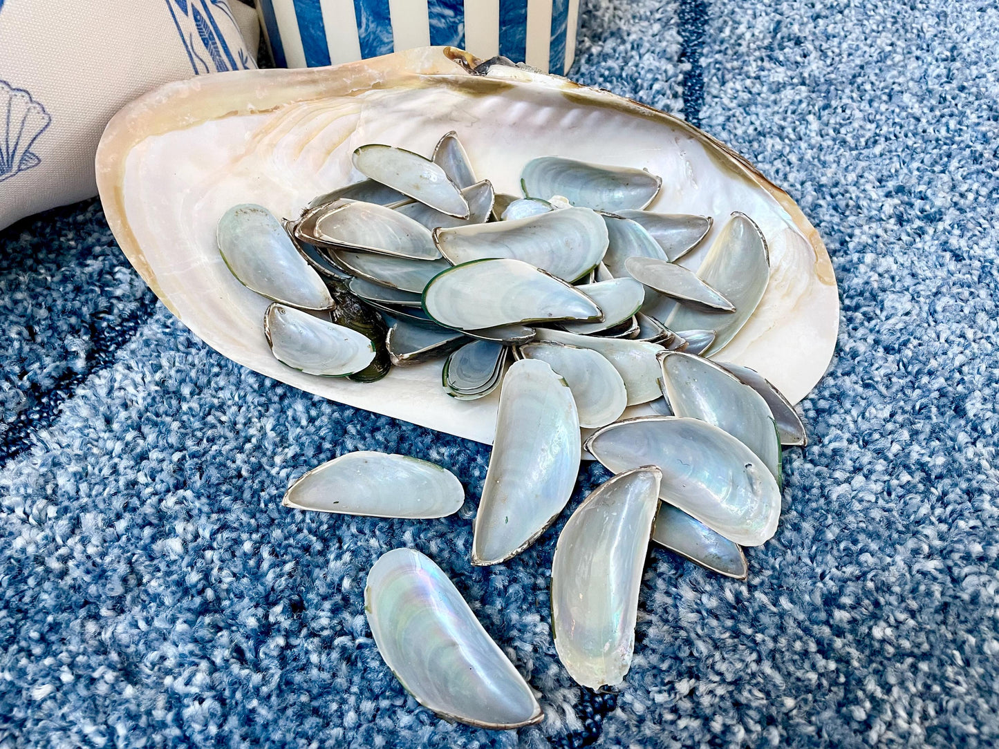 Light Blue Mussel Shells: 1.5-2.5" *200 Pieces* Craft Seashells