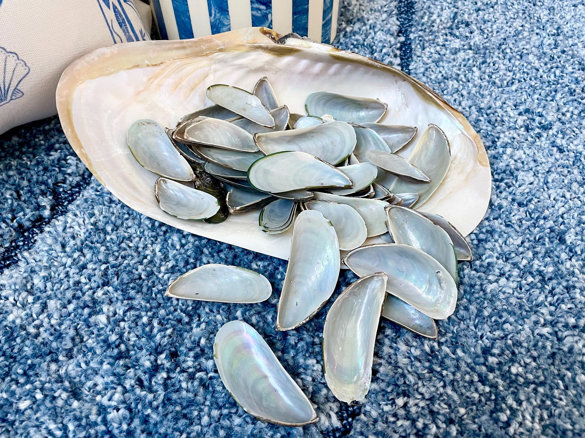 Light Blue Mussel Shells: 1.5-2.5" *200 Pieces* Craft Seashells