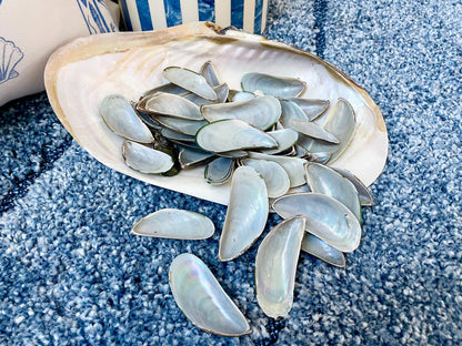 Light Blue Mussel Shells: 1.5-2.5" *200 Pieces* Craft Seashells