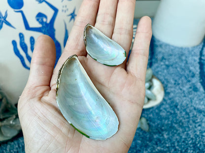Light Blue Mussel Shells: 1.5-2.5" *200 Pieces* Craft Seashells