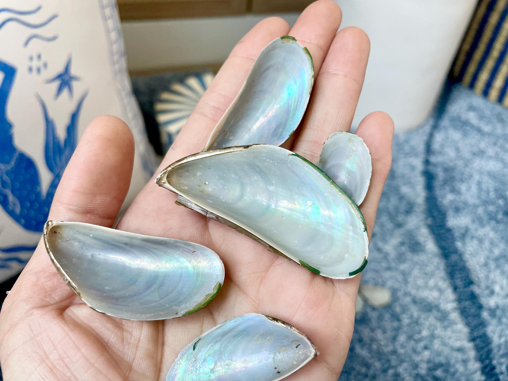 Light Blue Mussel Shells: 1.5-2.5" *200 Pieces* Craft Seashells