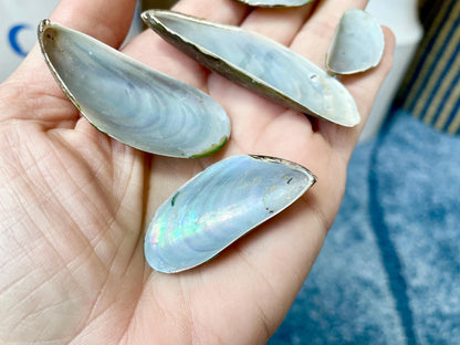 Light Blue Mussel Shells: 1.5-2.5" *200 Pieces* Craft Seashells