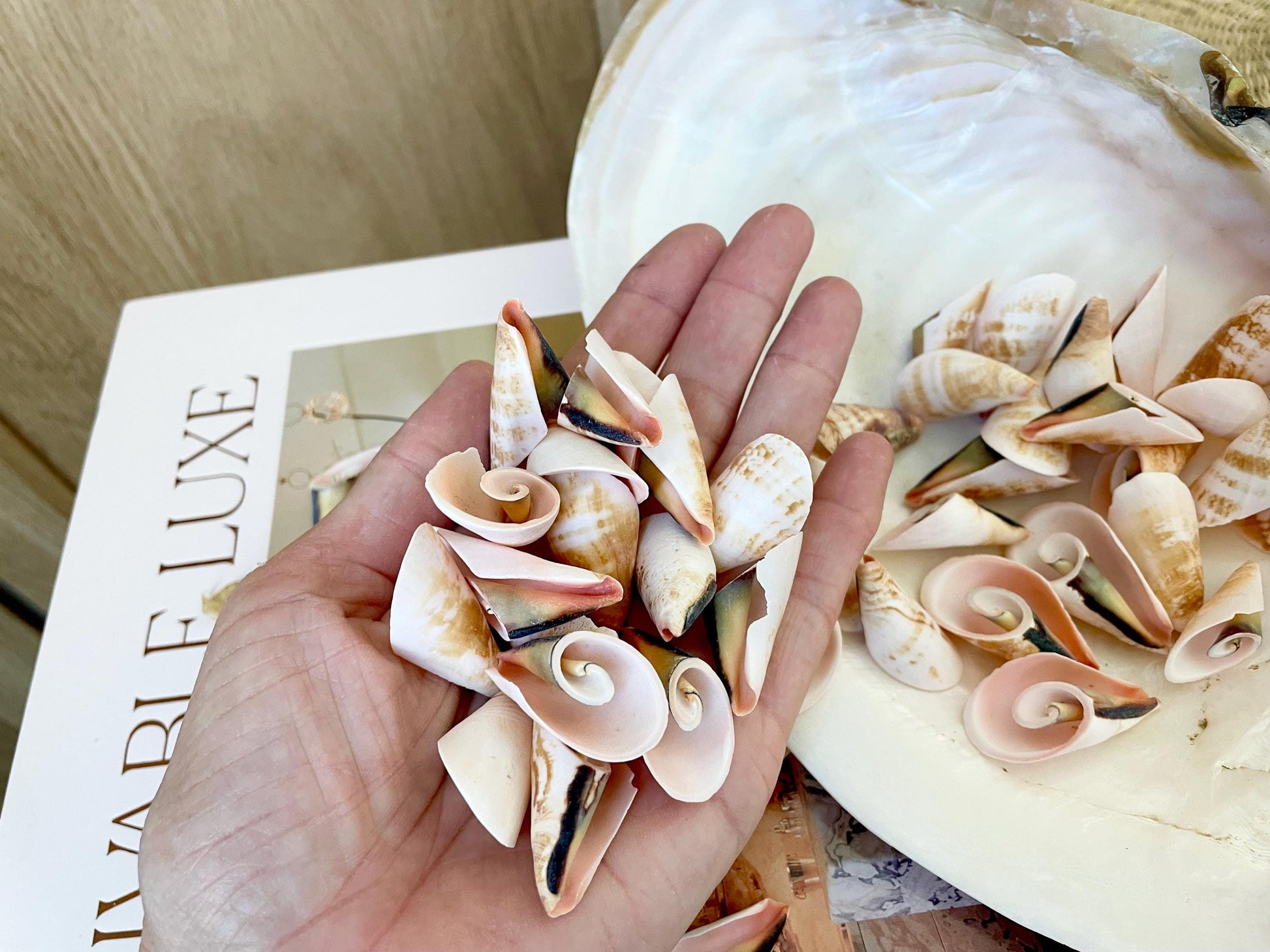 PINK LILY CUT Shells 1.25"-1.75" Long *You Choose Quantity* Slices Craft Seashells