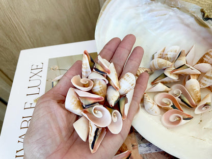 PINK LILY CUT Shells 1.25"-1.75" Long *You Choose Quantity* Slices Craft Seashells