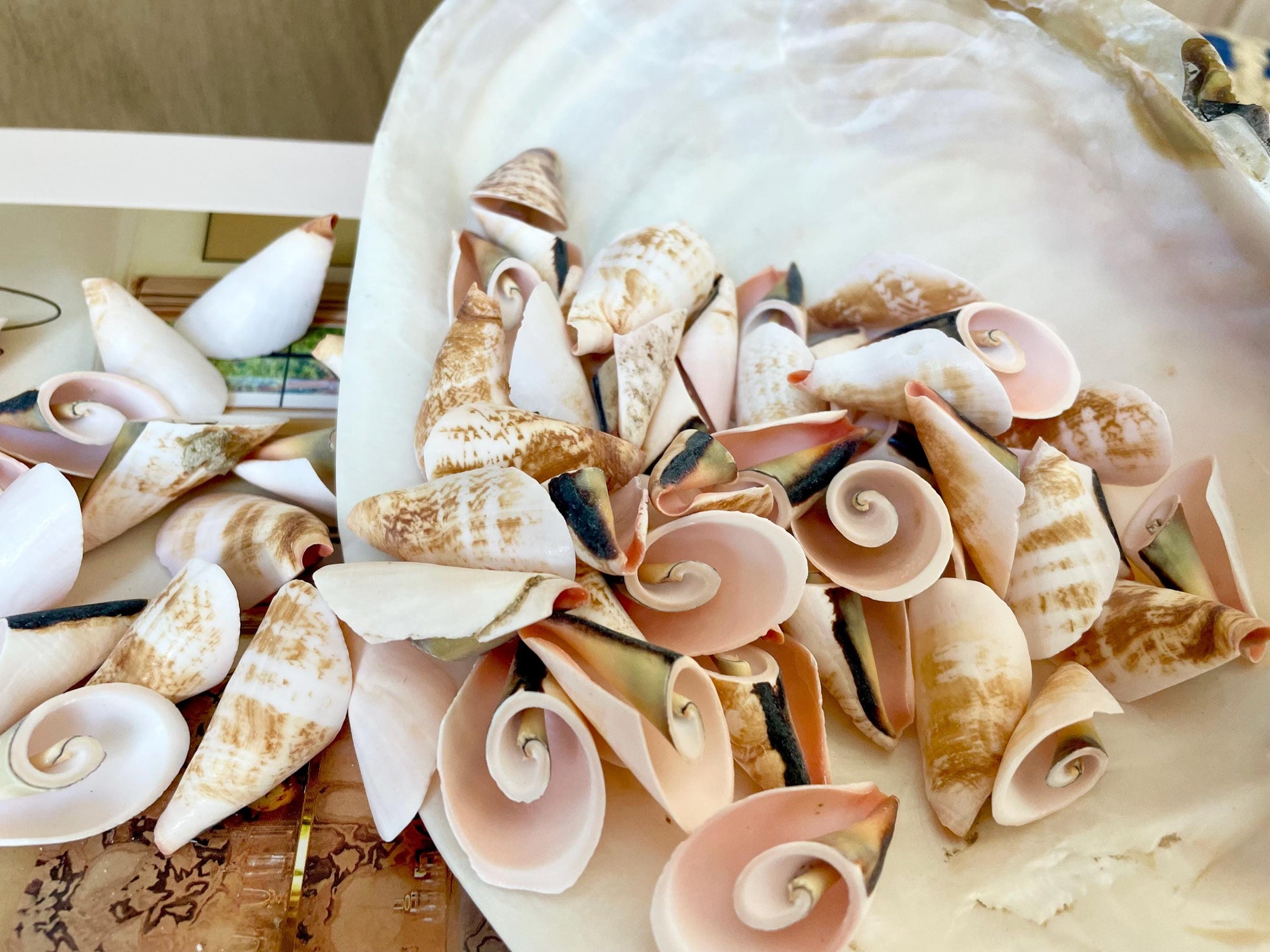 PINK LILY CUT Shells 1.25"-1.75" Long *You Choose Quantity* Slices Craft Seashells