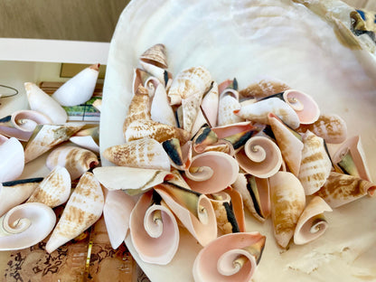 PINK LILY CUT Shells 1.25"-1.75" Long *You Choose Quantity* Slices Craft Seashells