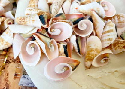 PINK LILY CUT Shells 1.25"-1.75" Long *You Choose Quantity* Slices Craft Seashells