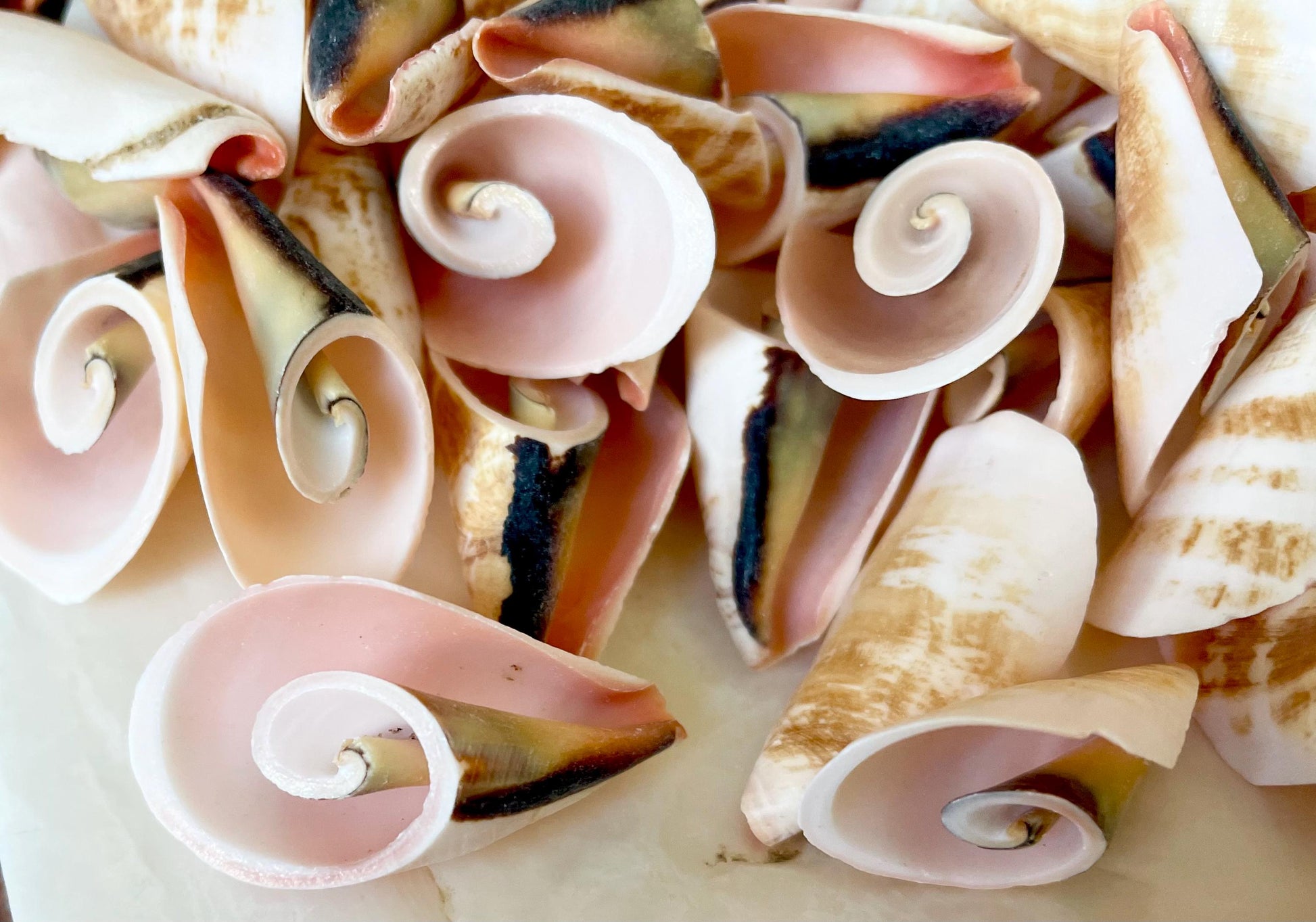 PINK LILY CUT Shells 1.25"-1.75" Long *You Choose Quantity* Slices Craft Seashells