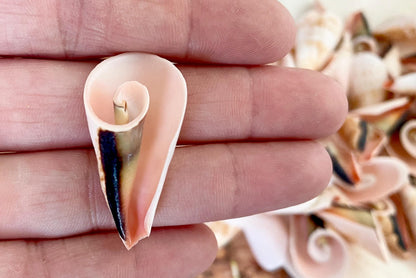 PINK LILY CUT Shells 1.25"-1.75" Long *You Choose Quantity* Slices Craft Seashells