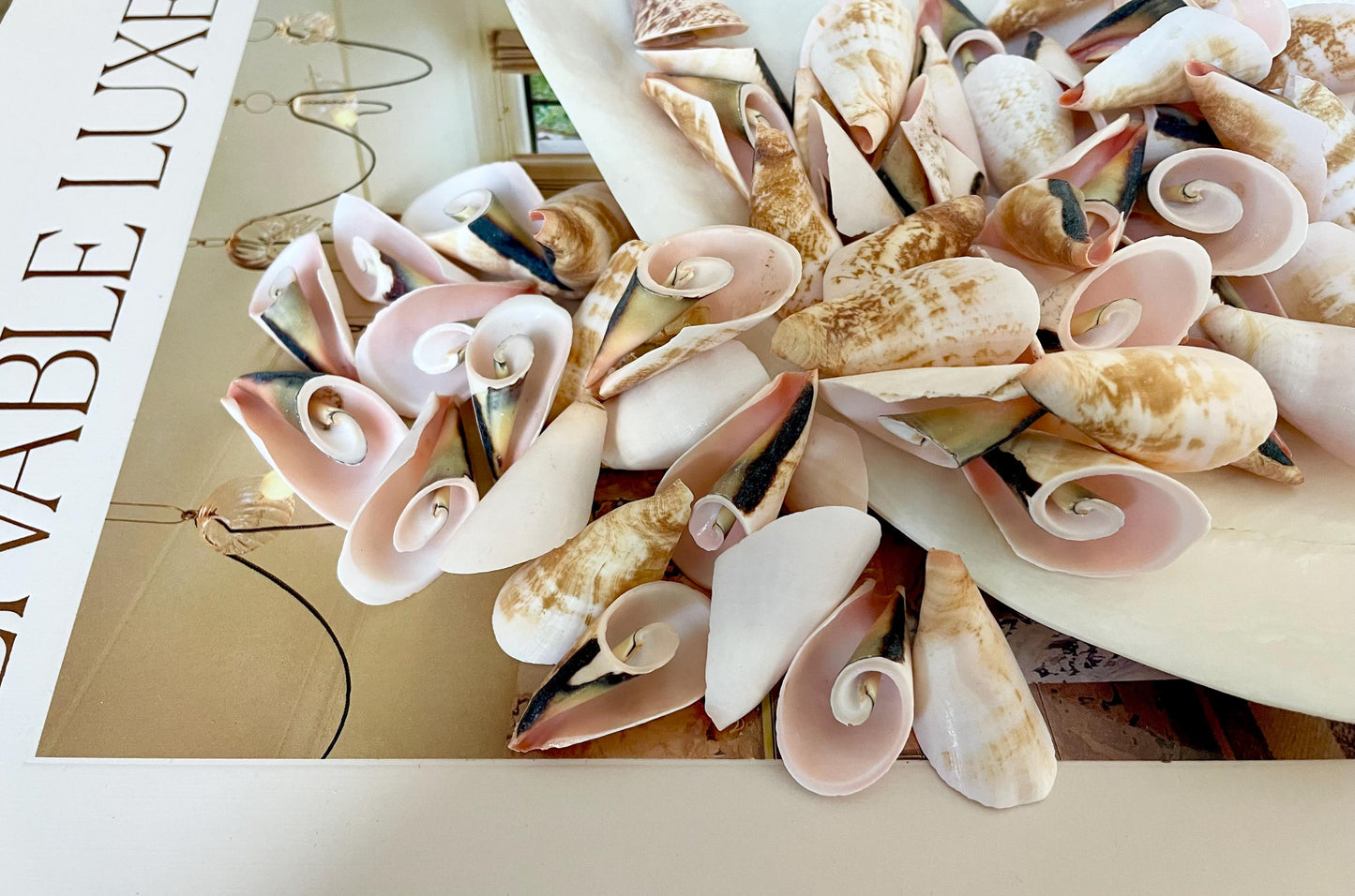 PINK LILY CUT Shells 1.25"-1.75" Long *You Choose Quantity* Slices Craft Seashells