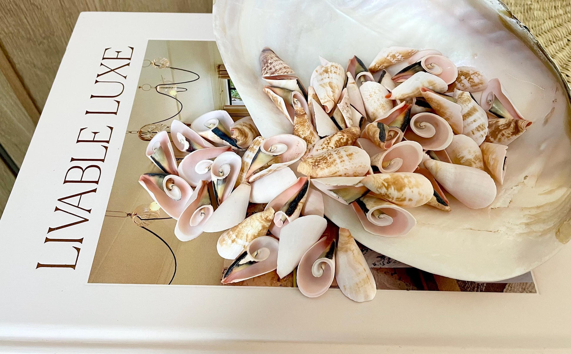 PINK LILY CUT Shells 1.25"-1.75" Long *You Choose Quantity* Slices Craft Seashells