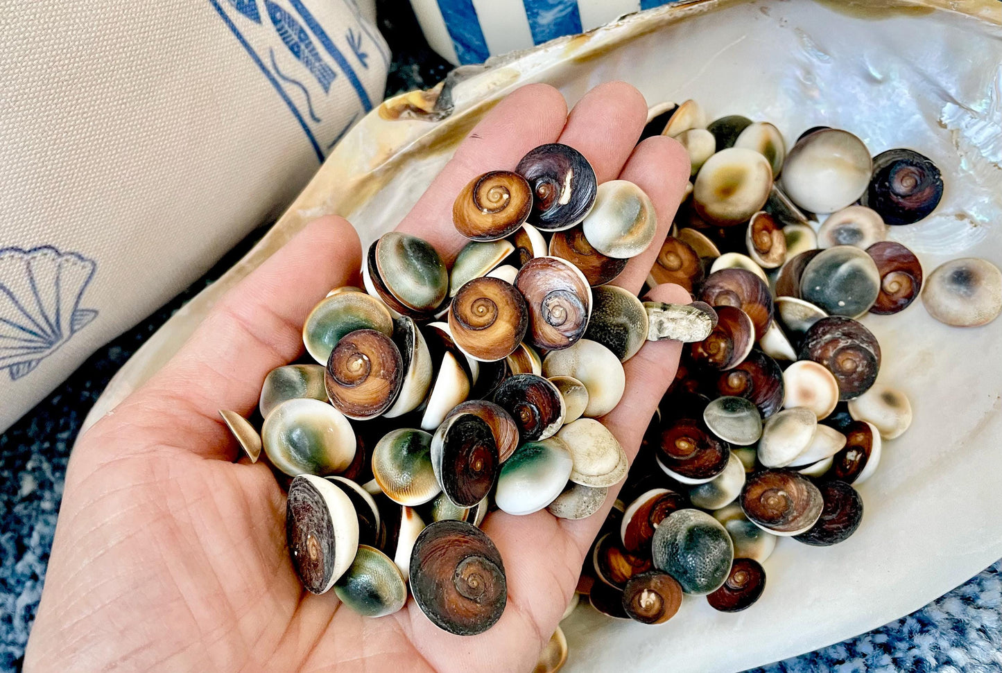 GREEN CAT EYE Operculum Shells .5-1" *You Choose Quantity* Small Craft Seashells