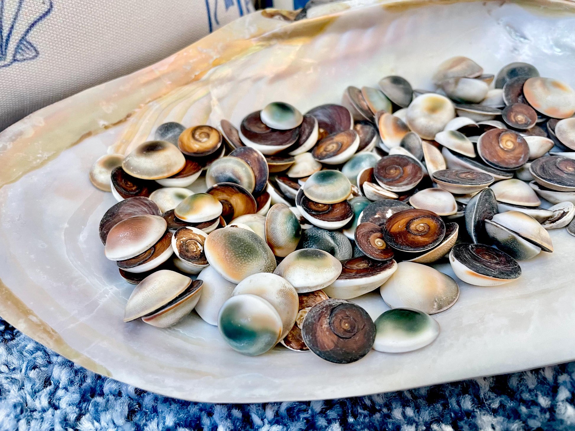 GREEN CAT EYE Operculum Shells .5-1" *You Choose Quantity* Small Craft Seashells