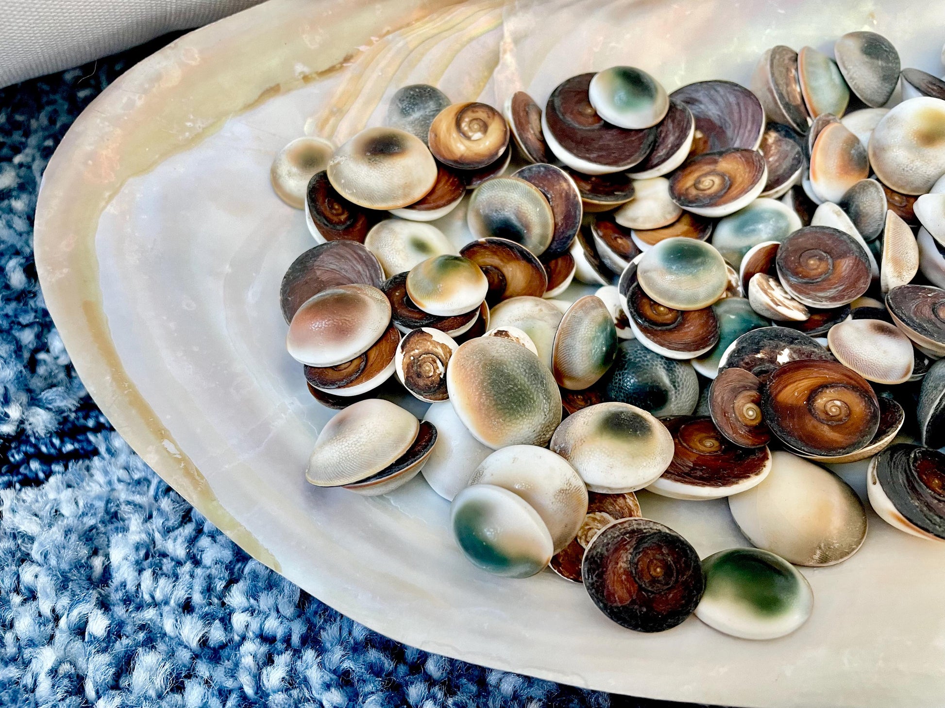 GREEN CAT EYE Operculum Shells .5-1" *You Choose Quantity* Small Craft Seashells
