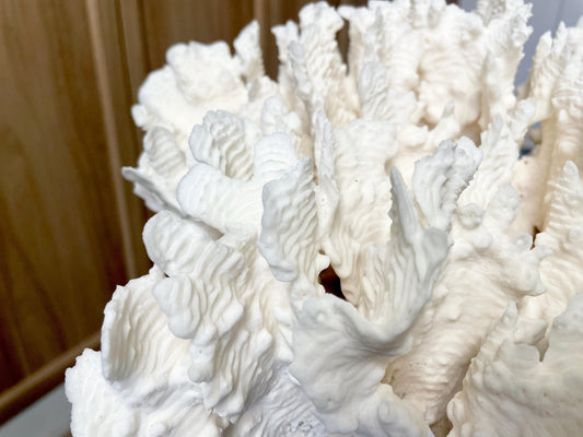 Natural Rugosa Coral Fossil Specimen: 13.5" x 10.25" x 7" Coastal Beach Home Décor