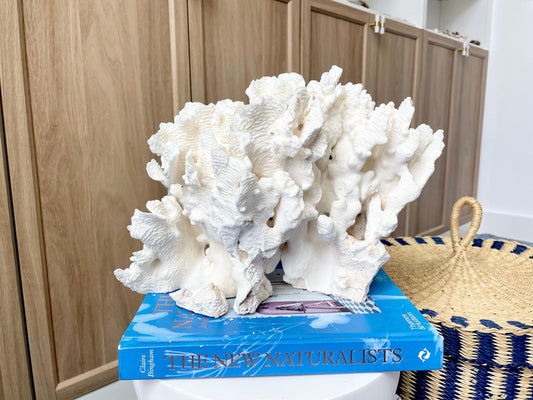 Natural Rugosa Coral Fossil Specimen: 12" x 8.5" x 6.5" Coastal Beach Home Décor