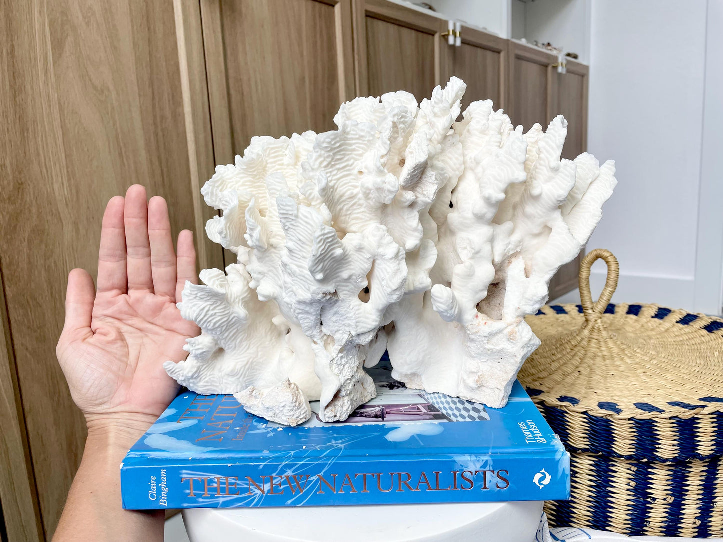 Natural Rugosa Coral Fossil Specimen: 12" x 8.5" x 6.5" Coastal Beach Home Décor