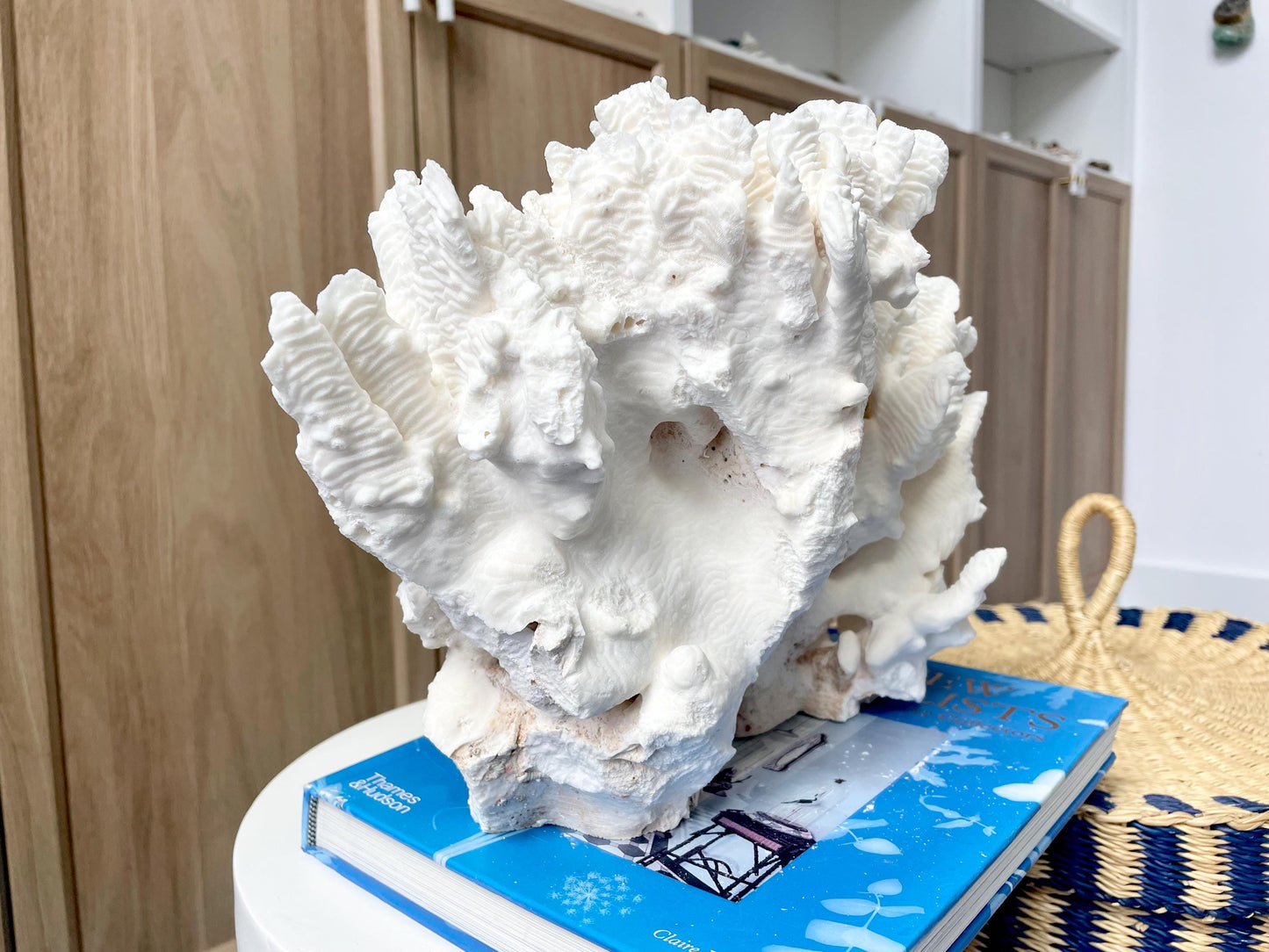 Natural Rugosa Coral Fossil Specimen: 12" x 8.5" x 6.5" Coastal Beach Home Décor