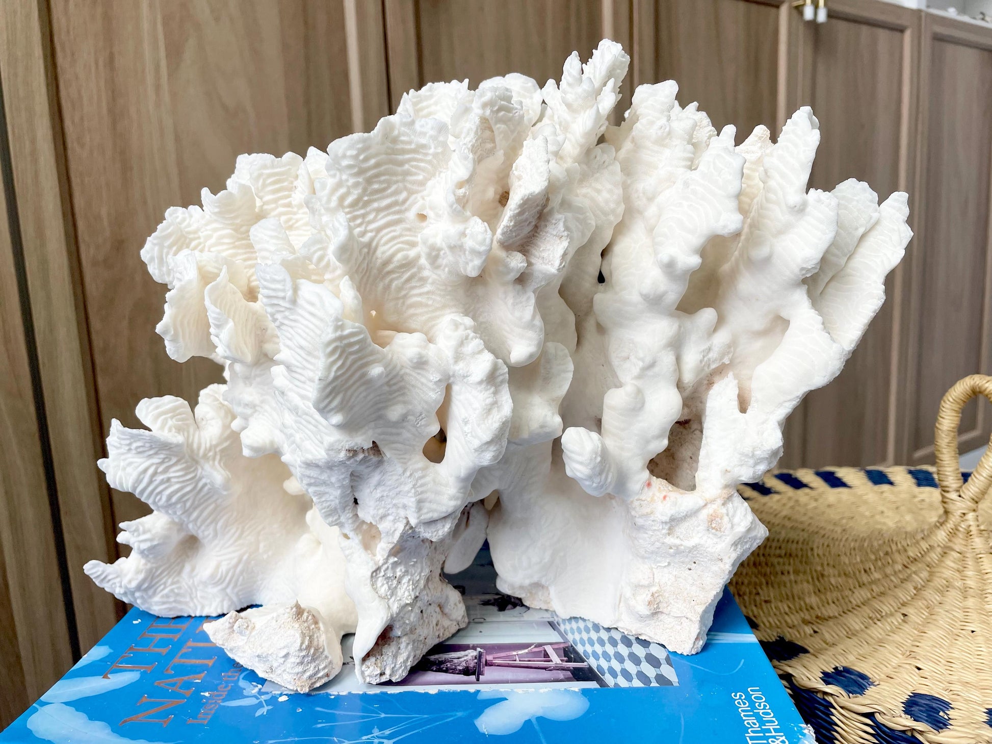 Natural Rugosa Coral Fossil Specimen: 12" x 8.5" x 6.5" Coastal Beach Home Décor