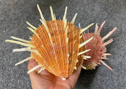 SPINY REGAL OYSTER Pairs: You Pick Size & Color, Pink Orange Display Seashell